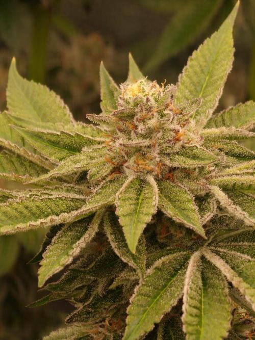 Candy Hustle by HSC. Week 12