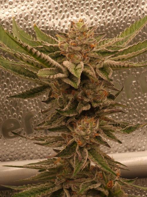 Candy Hustle by HSC. Week 12