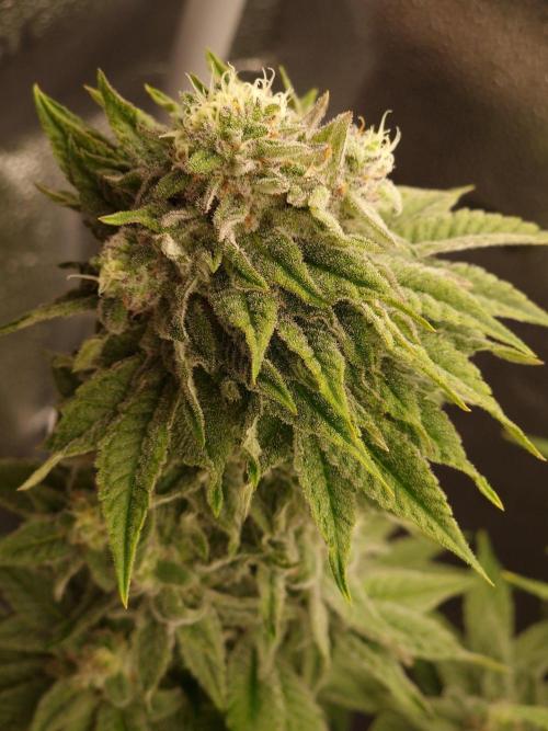 Candy Hustle by HSC. Week 12