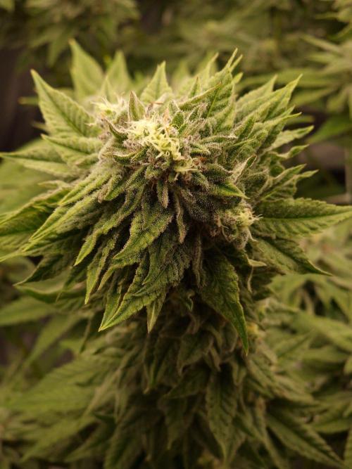 Candy Hustle by HSC. Week 12