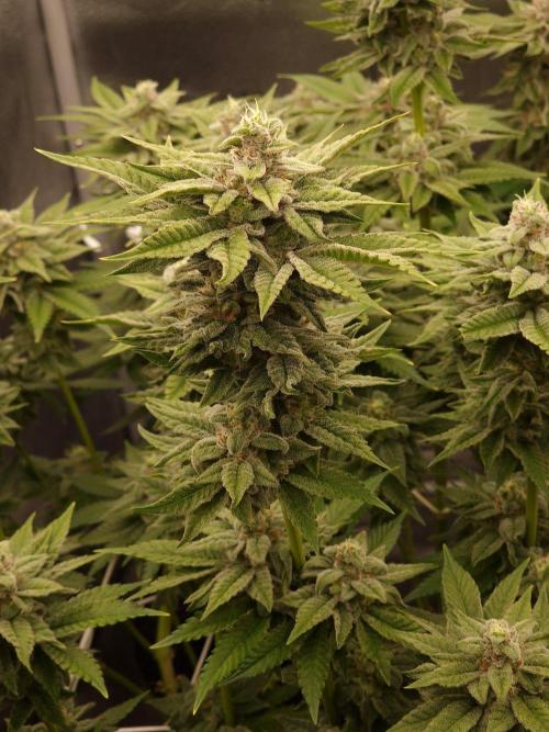 Candy Hustle by HSC. Week 12