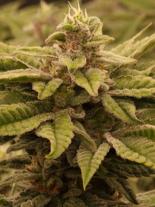 Candy Hustle by HSC. Week 12
