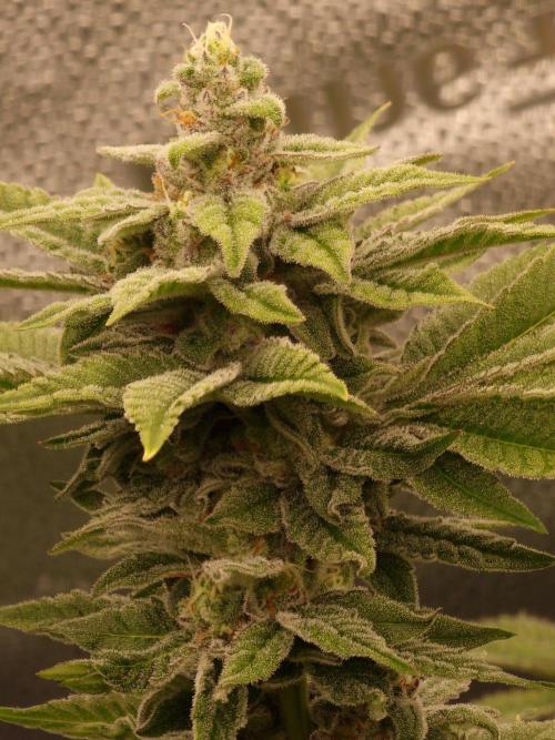 Candy Hustle by HSC. Week 12