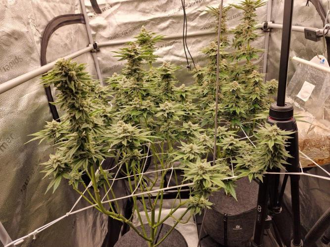 Candy Hustle by HSC. Week 12