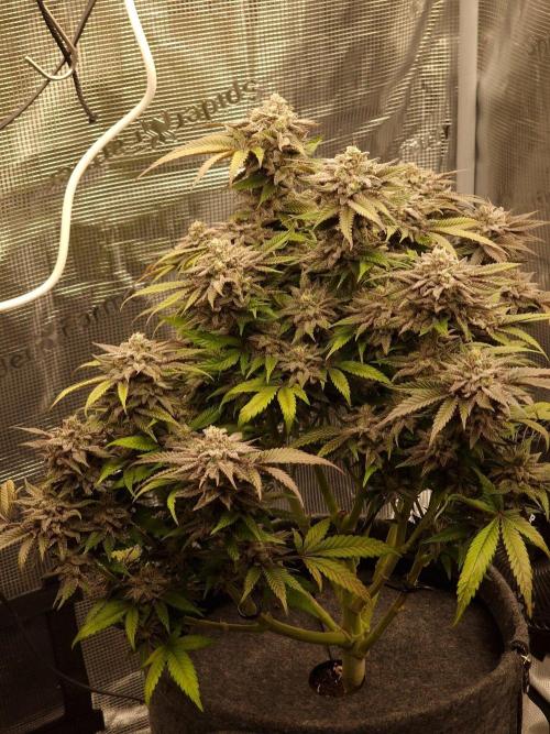 California Octane by HSC. Week 14