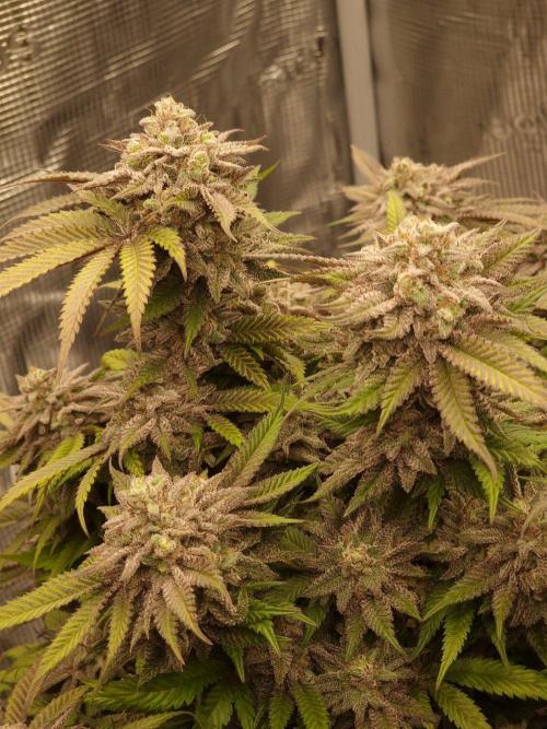 California Octane by HSC. Week 14