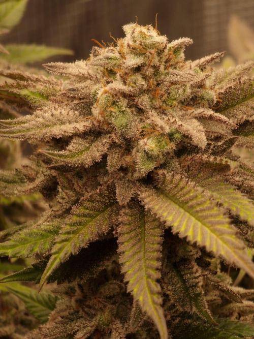 California Octane by HSC. Week 14