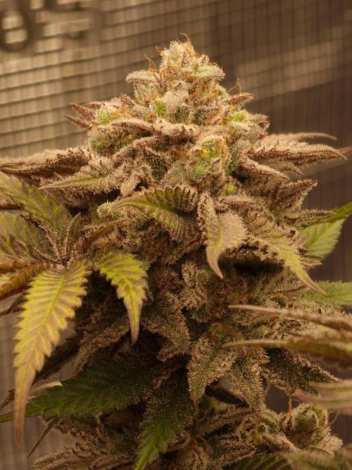 California Octane by HSC. Week 14