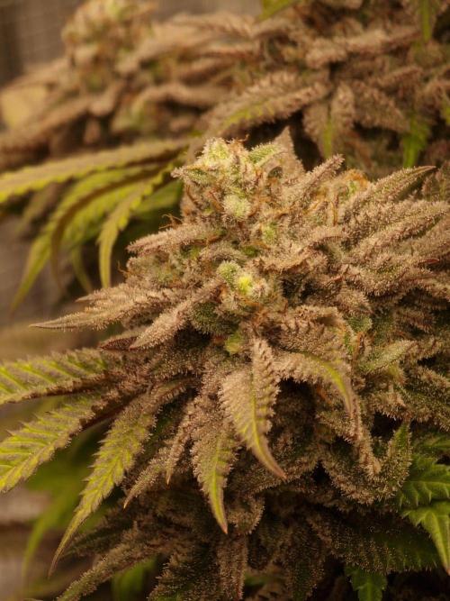 California Octane by HSC. Week 14