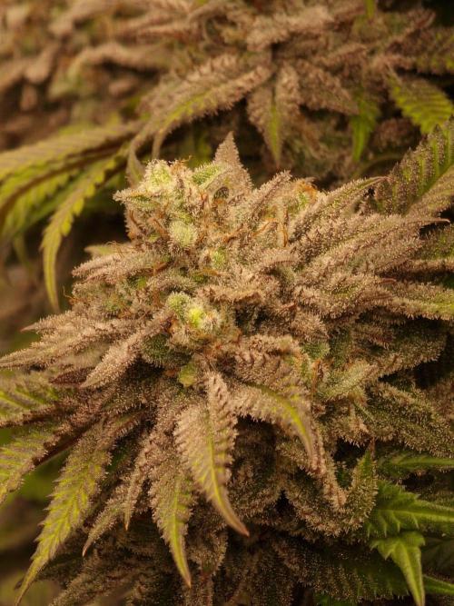 California Octane by HSC. Week 14