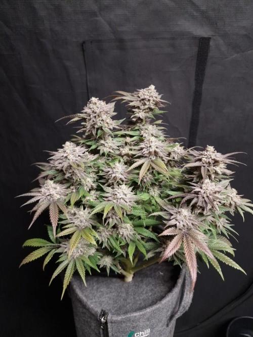 California Octane by HSC. Week 14