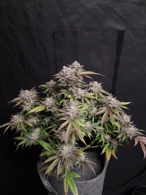 California Octane by HSC. Week 14