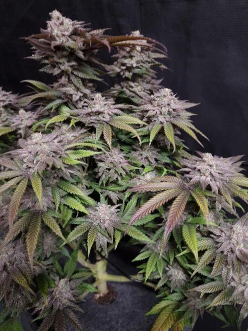 California Octane. Week 14