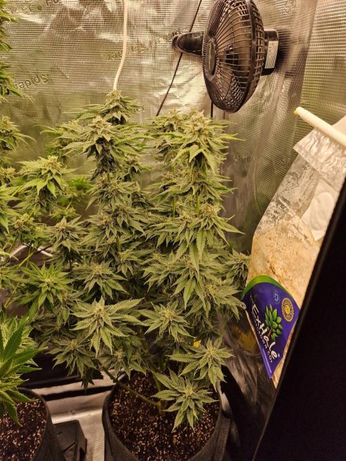 Candy Hustle by HSC. Week 13