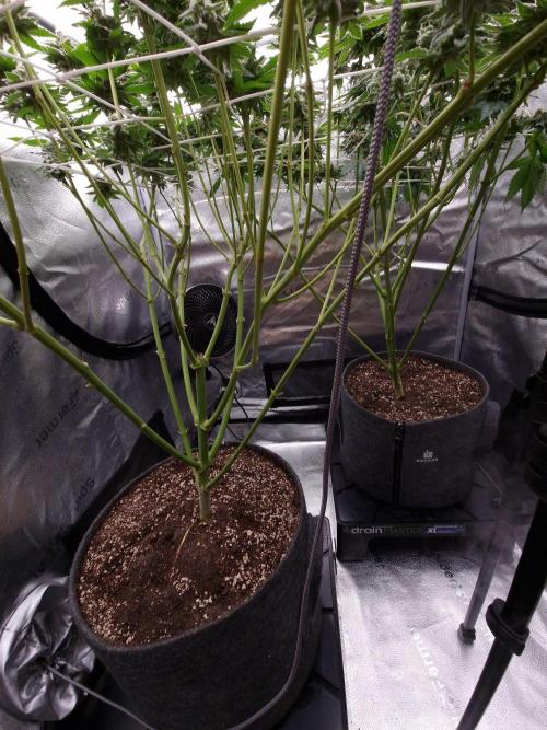 Candy Hustle by HSC. Week 13