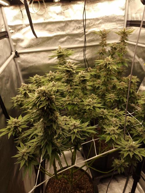 Candy Hustle by HSC. Week 13