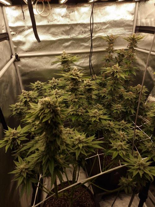 Candy Hustle by HSC. Week 13