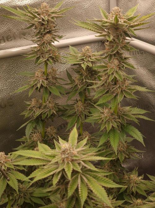 Candy Hustle by HSC. Week 13