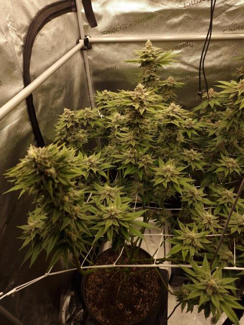 Candy Hustle by HSC. Week 13