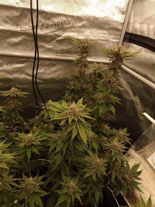Candy Hustle by HSC. Week 13