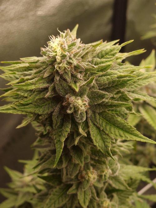 Candy Hustle by HSC. Week 13