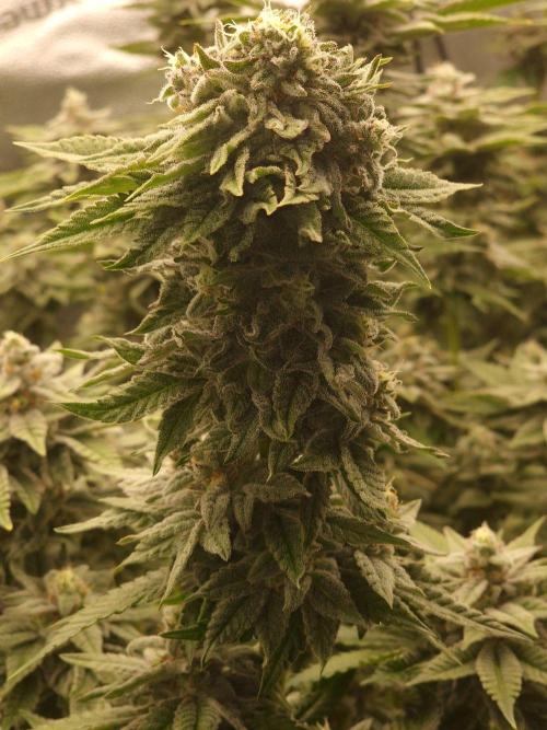 Candy Hustle by HSC. Week 13