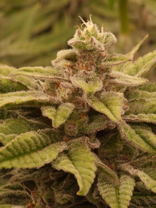 Candy Hustle by HSC. Week 13
