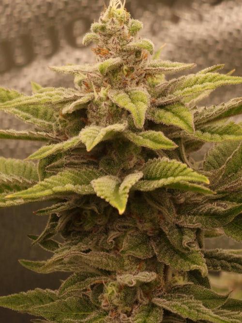 Candy Hustle by HSC. Week 13