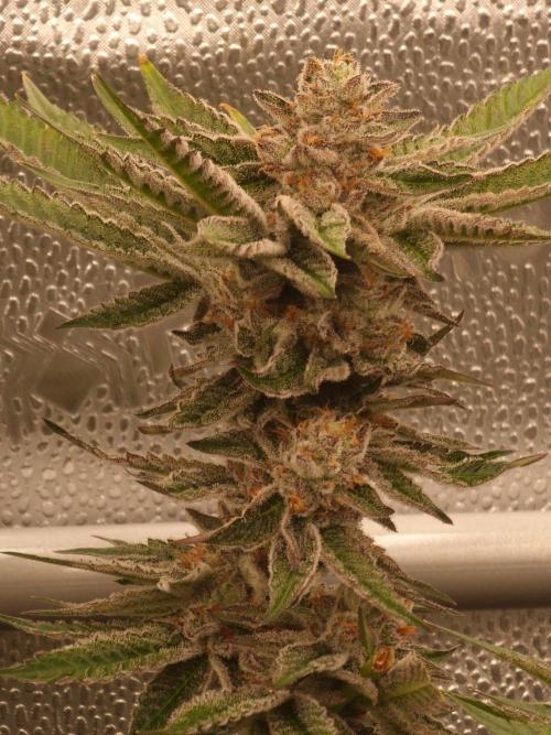 Candy Hustle by HSC. Week 13