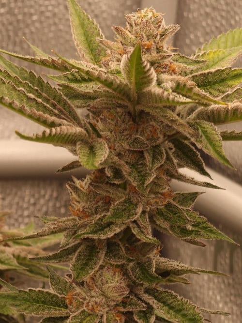 Candy Hustle by HSC. Week 13