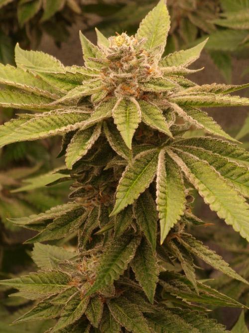 Candy Hustle by HSC. Week 13