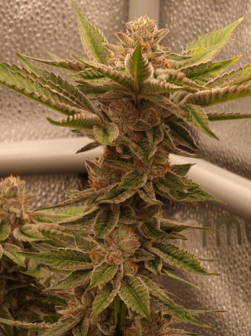 Candy Hustle by HSC. Week 13