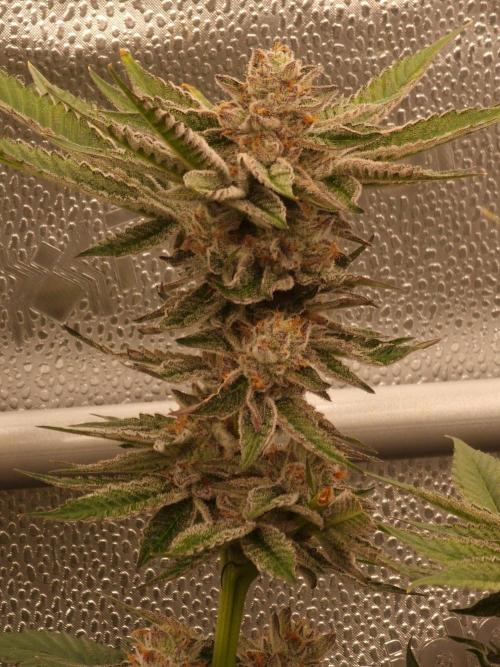 Candy Hustle by HSC. Week 13