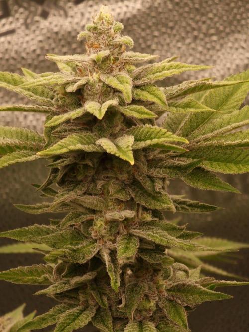 Candy Hustle by HSC. Week 13