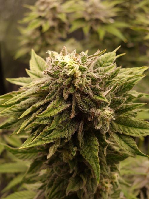 Candy Hustle by HSC. Week 13