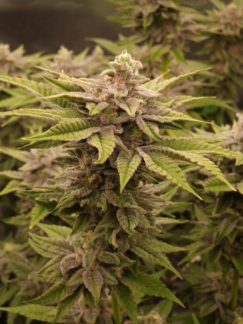 Candy Hustle by HSC. Week 13