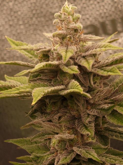 Candy Hustle by HSC. Week 13