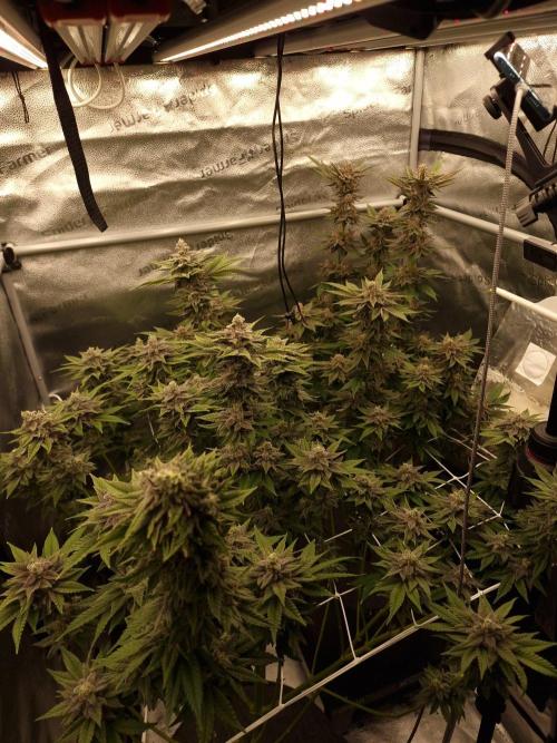 Candy Hustle by HSC. Week 13