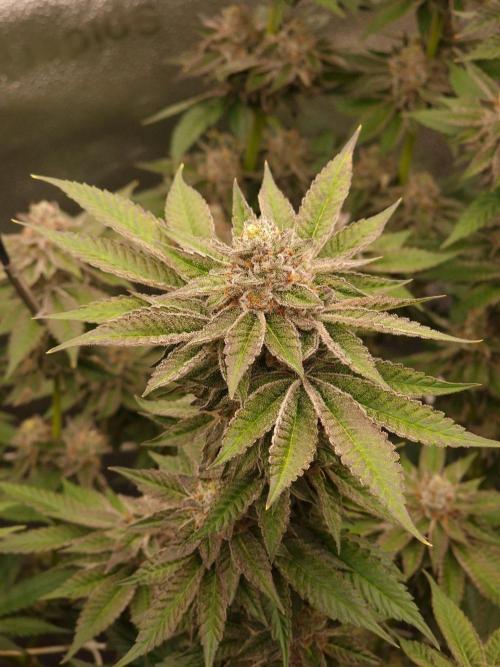 Candy Hustle by HSC. Week 13