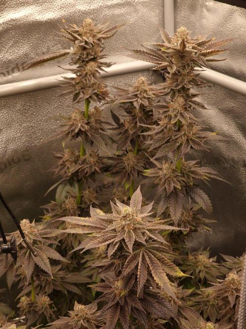 Candy Hustle by HSC. Week 13