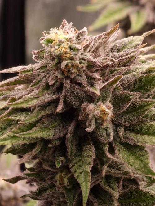 Candy Hustle by HSC. Week 13
