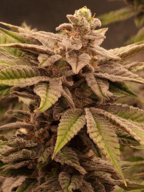 Candy Hustle by HSC. Week 13