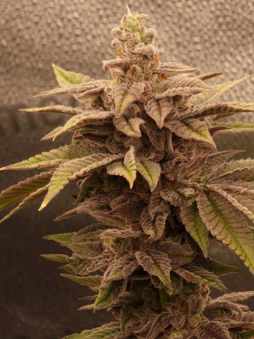 Candy Hustle by HSC. Week 13