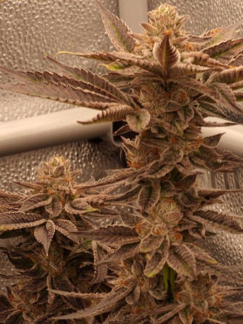 Candy Hustle by HSC. Week 13
