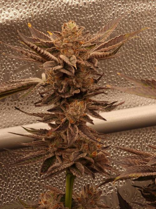 Candy Hustle by HSC. Week 13