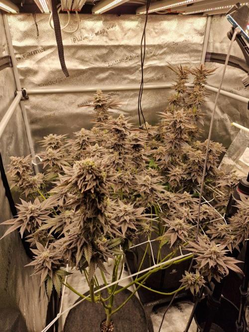 Candy Hustle by HSC. Week 13