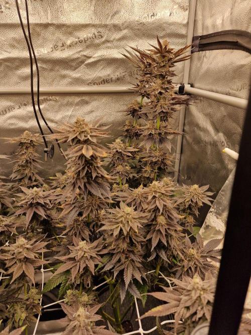 Candy Hustle by HSC. Week 13