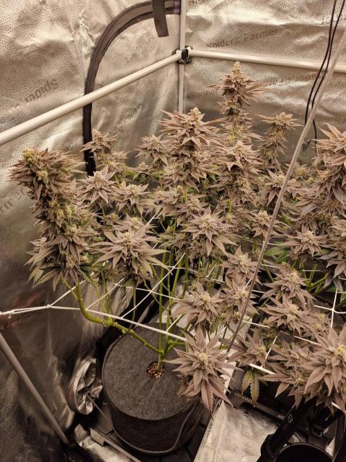 Candy Hustle by HSC. Week 13