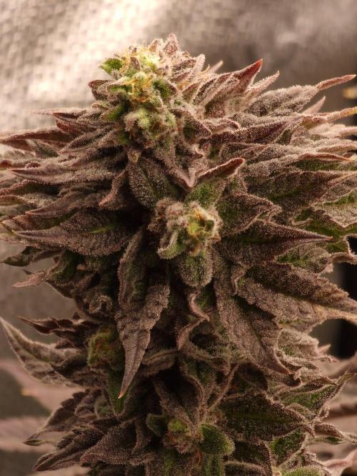 Candy Hustle by HSC. Week 13