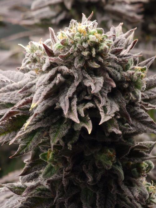 Candy Hustle by HSC. Week 13